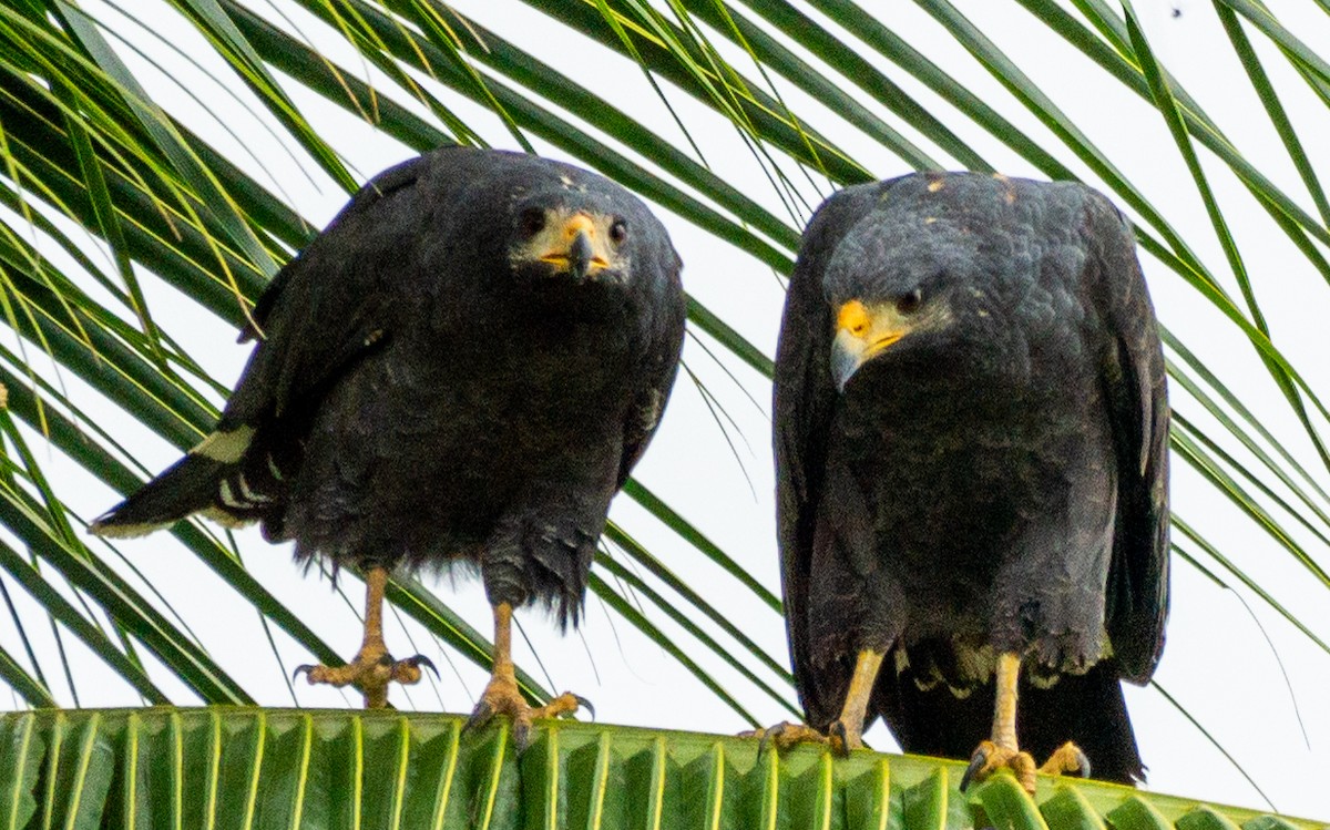 Zone-tailed Hawk - Mel & Deb Broten