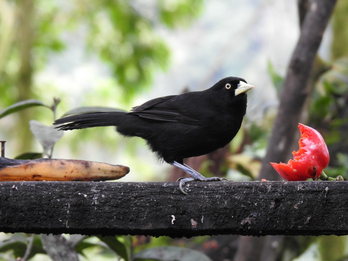 Yellow-billed Cacique - Erick Barbato