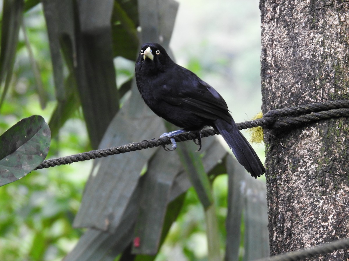 Yellow-billed Cacique - Erick Barbato