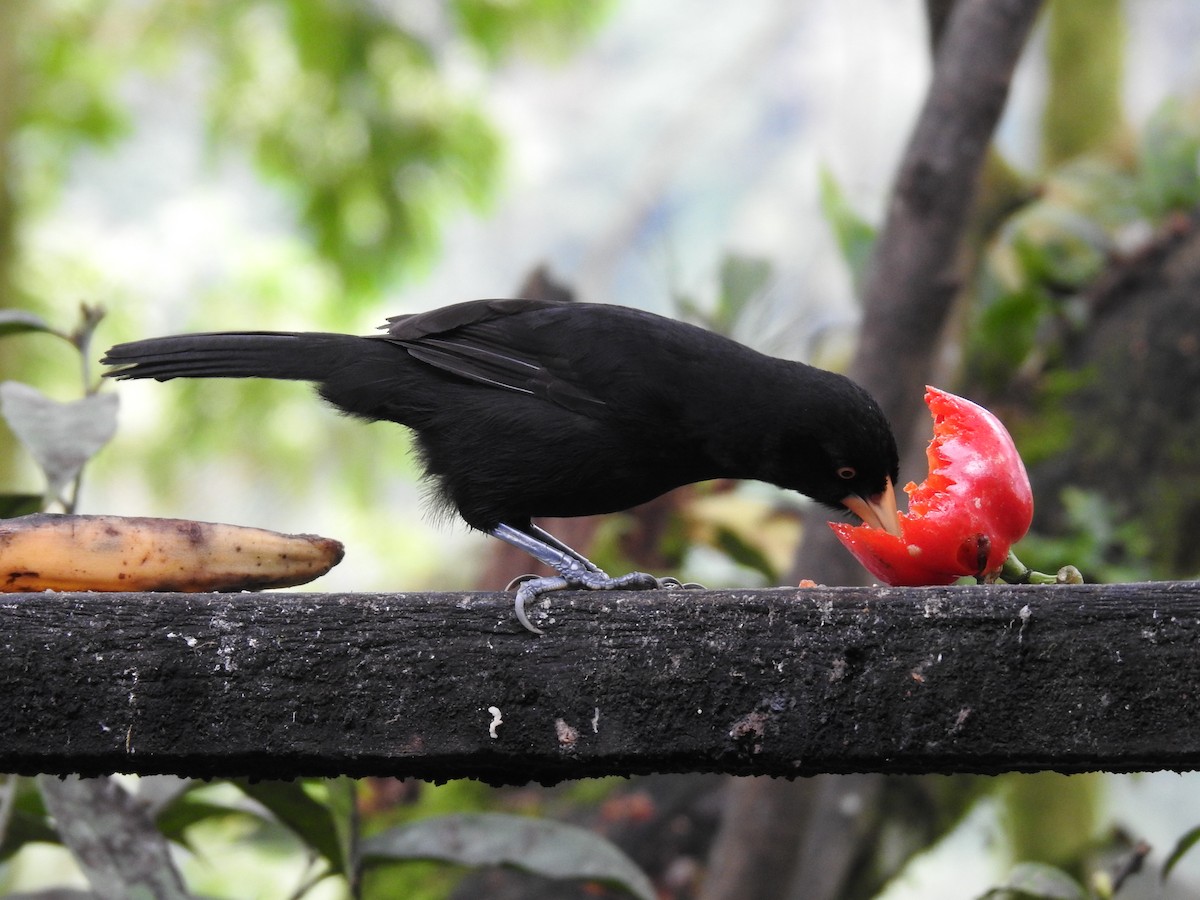 Yellow-billed Cacique - Erick Barbato