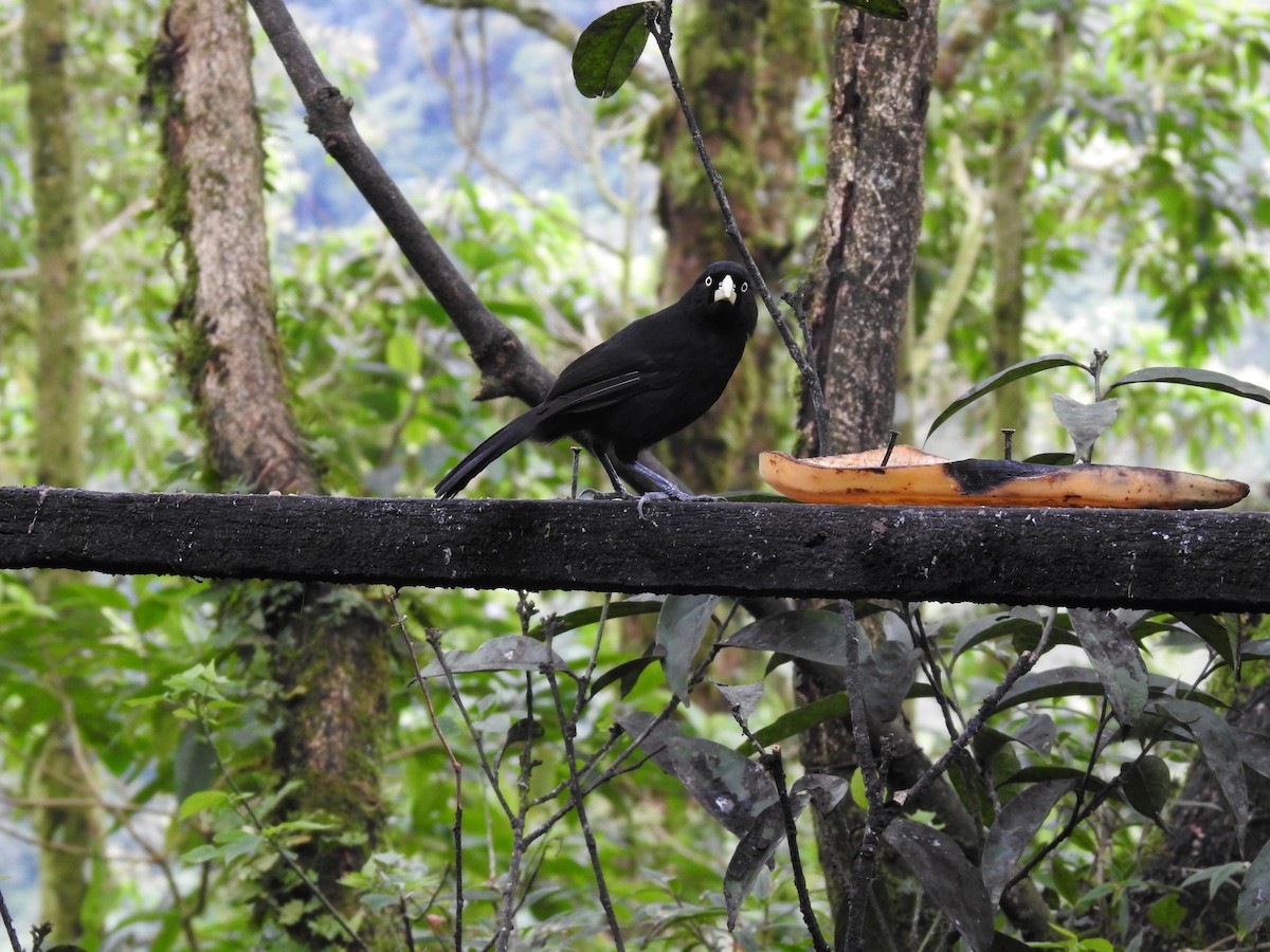 Yellow-billed Cacique - Erick Barbato