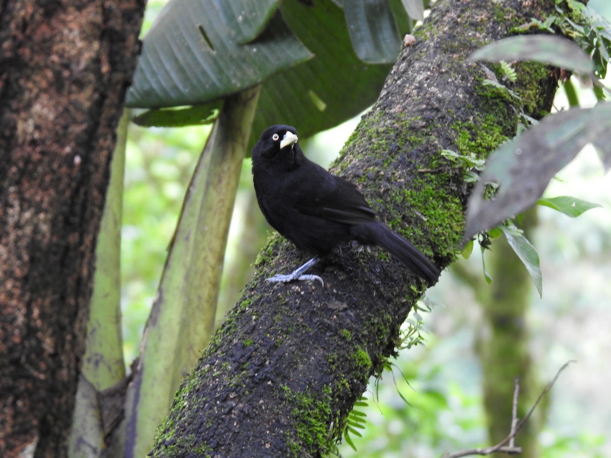 Yellow-billed Cacique - Erick Barbato