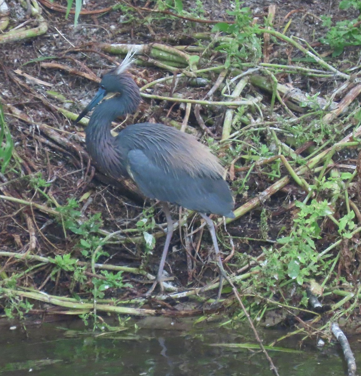 Tricolored Heron - Patsy & Tom Inglet