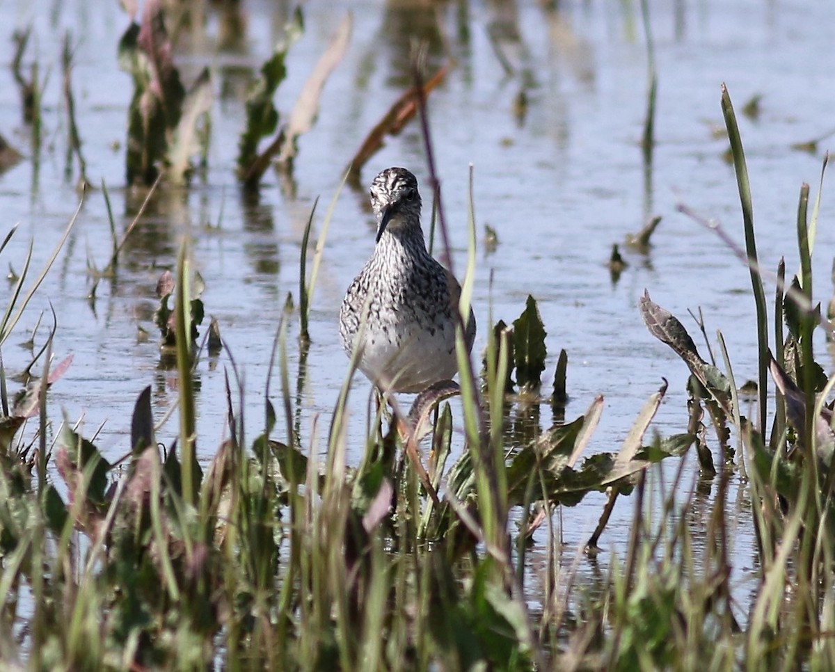 Lesser/Greater Yellowlegs - ML61821961