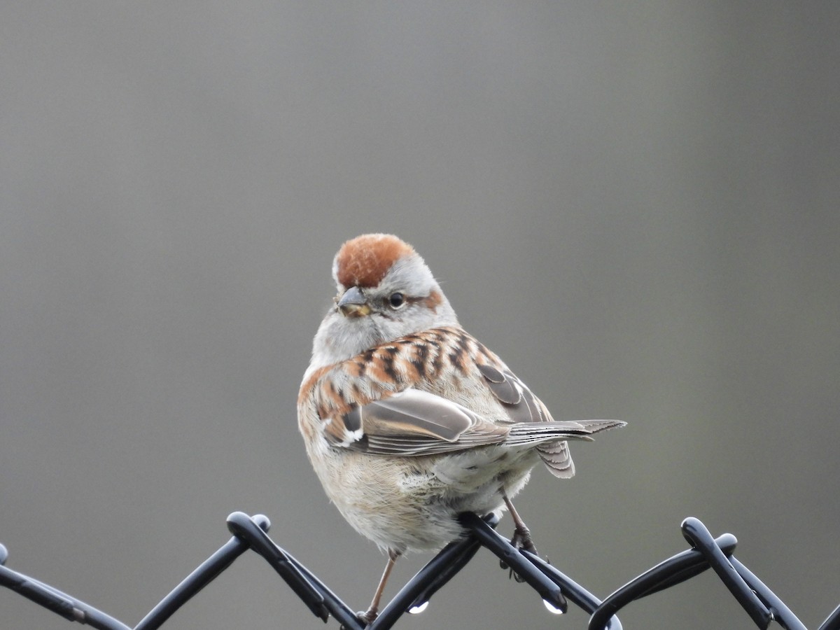 American Tree Sparrow - Peter L