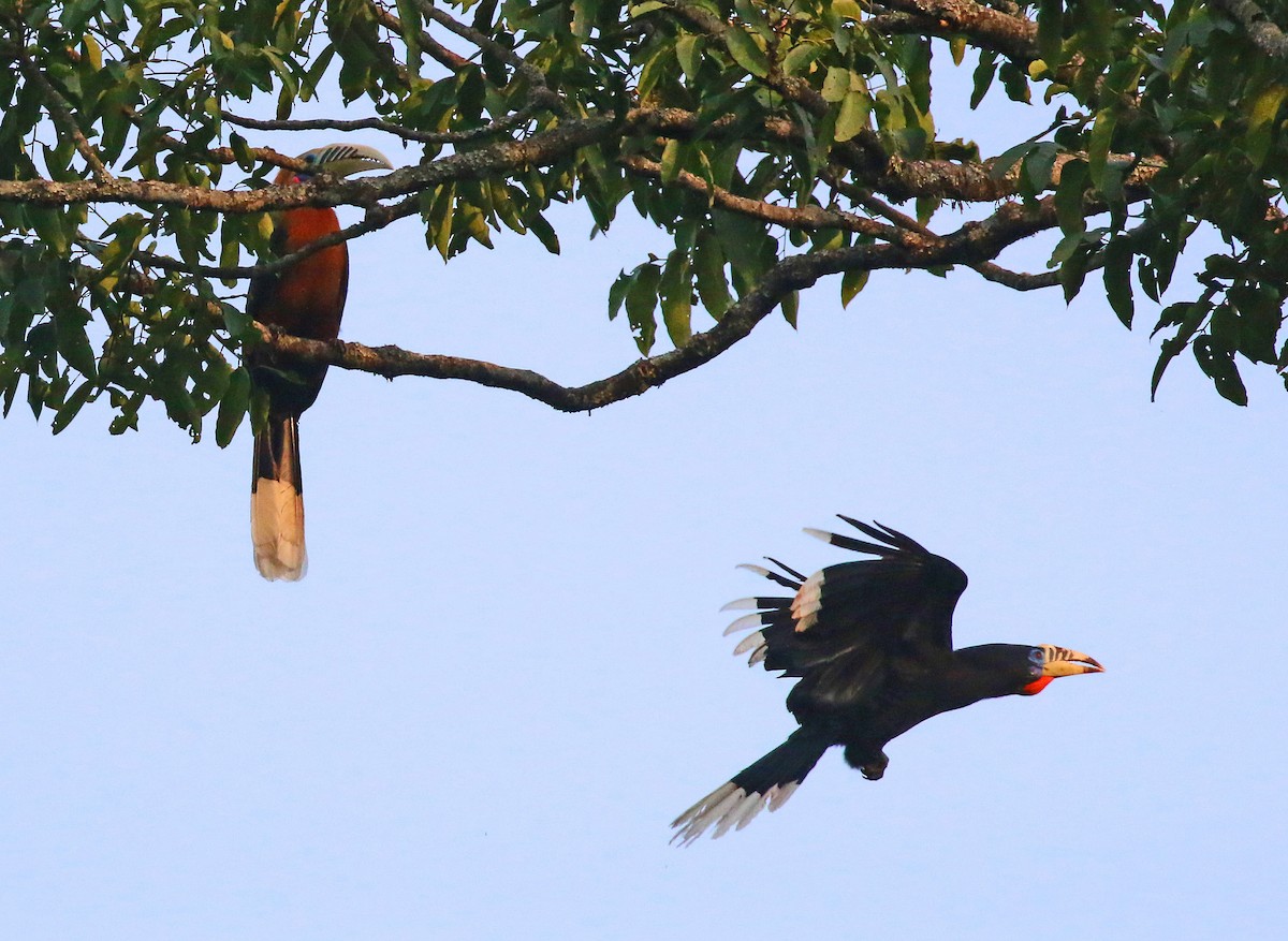 Rufous-necked Hornbill - Michael Bird