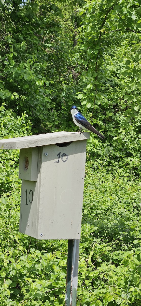 Tree Swallow - ML618219667