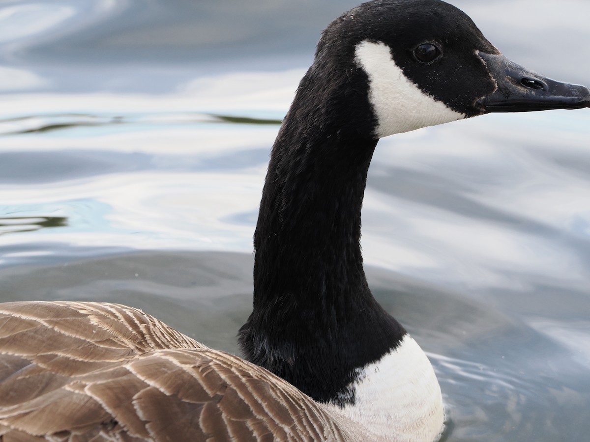 Canada Goose - Cheryl Cooper