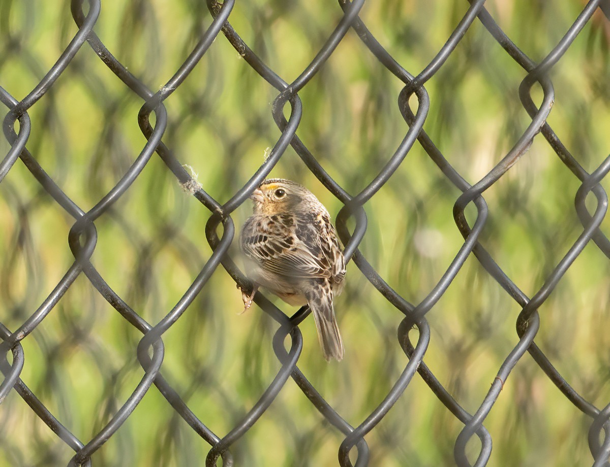 Grasshopper Sparrow - Wendy Crowe