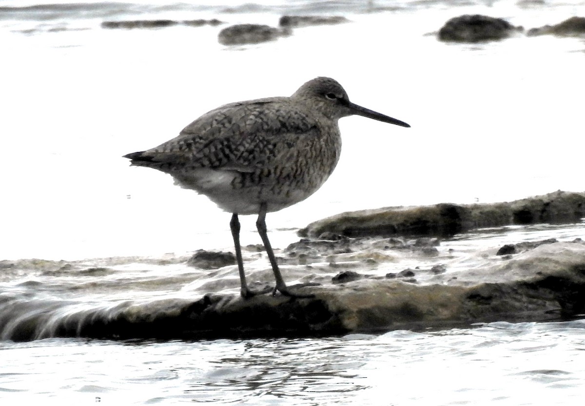 Willet - ML618219672