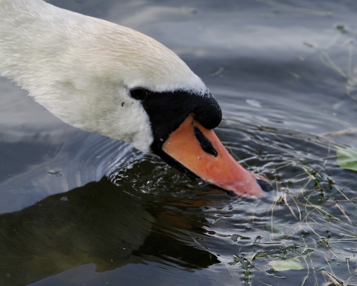 Mute Swan - Cheryl Cooper