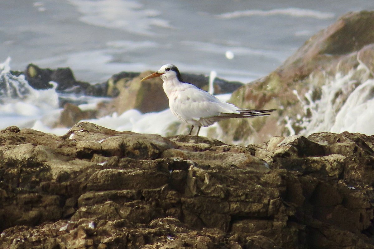 Sandwich Tern - SusanaM Lorenzo