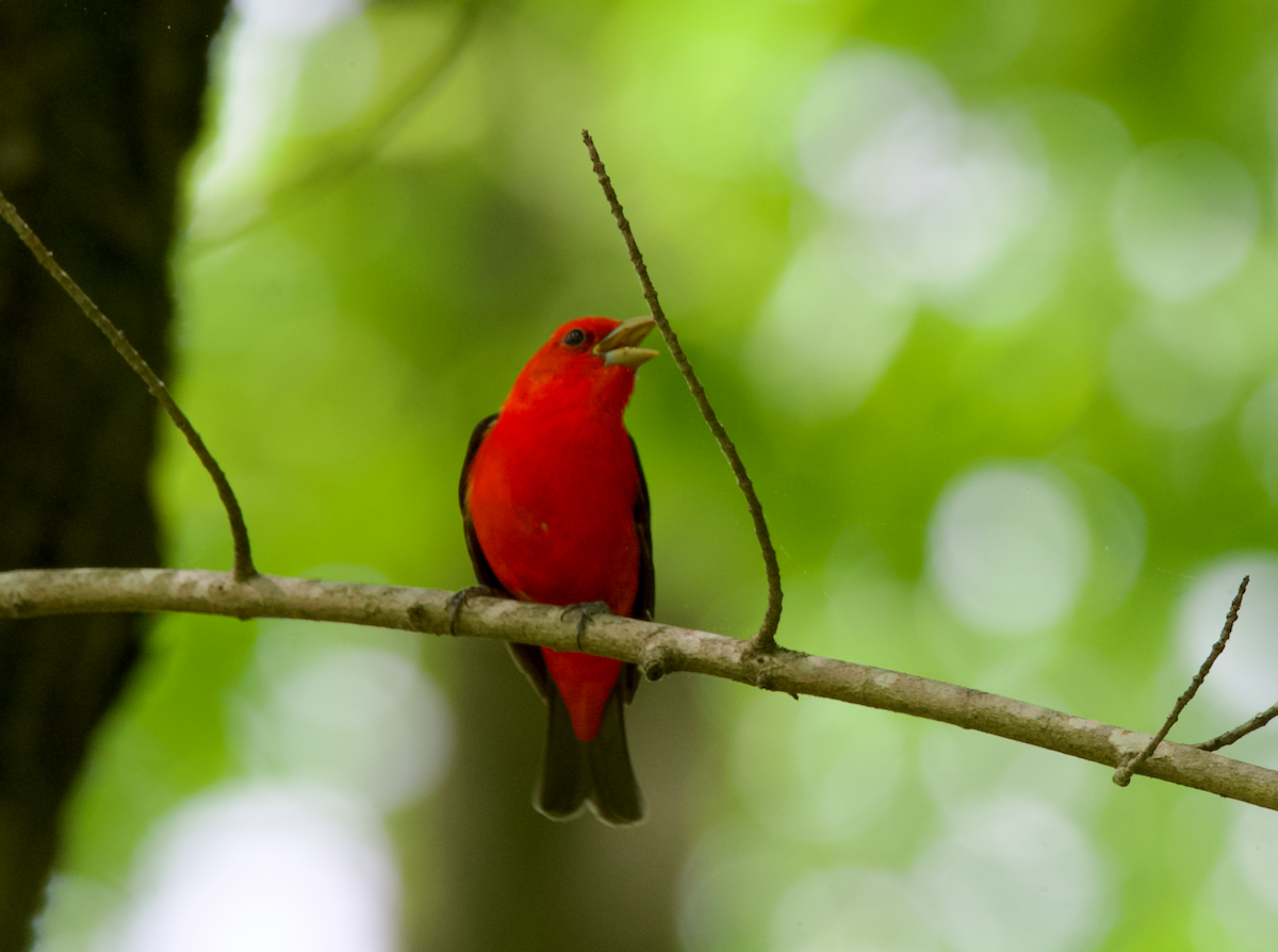 Scarlet Tanager - Heather Buttonow