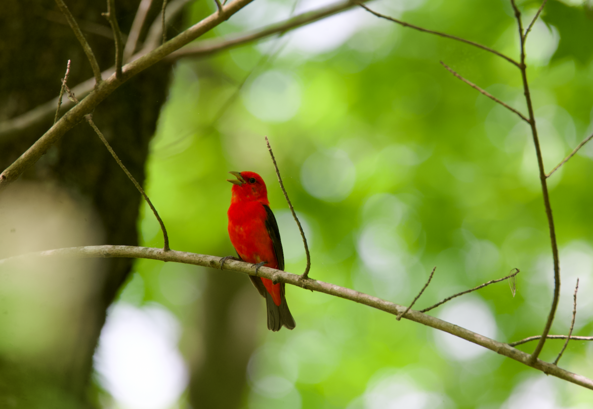 Scarlet Tanager - Heather Buttonow