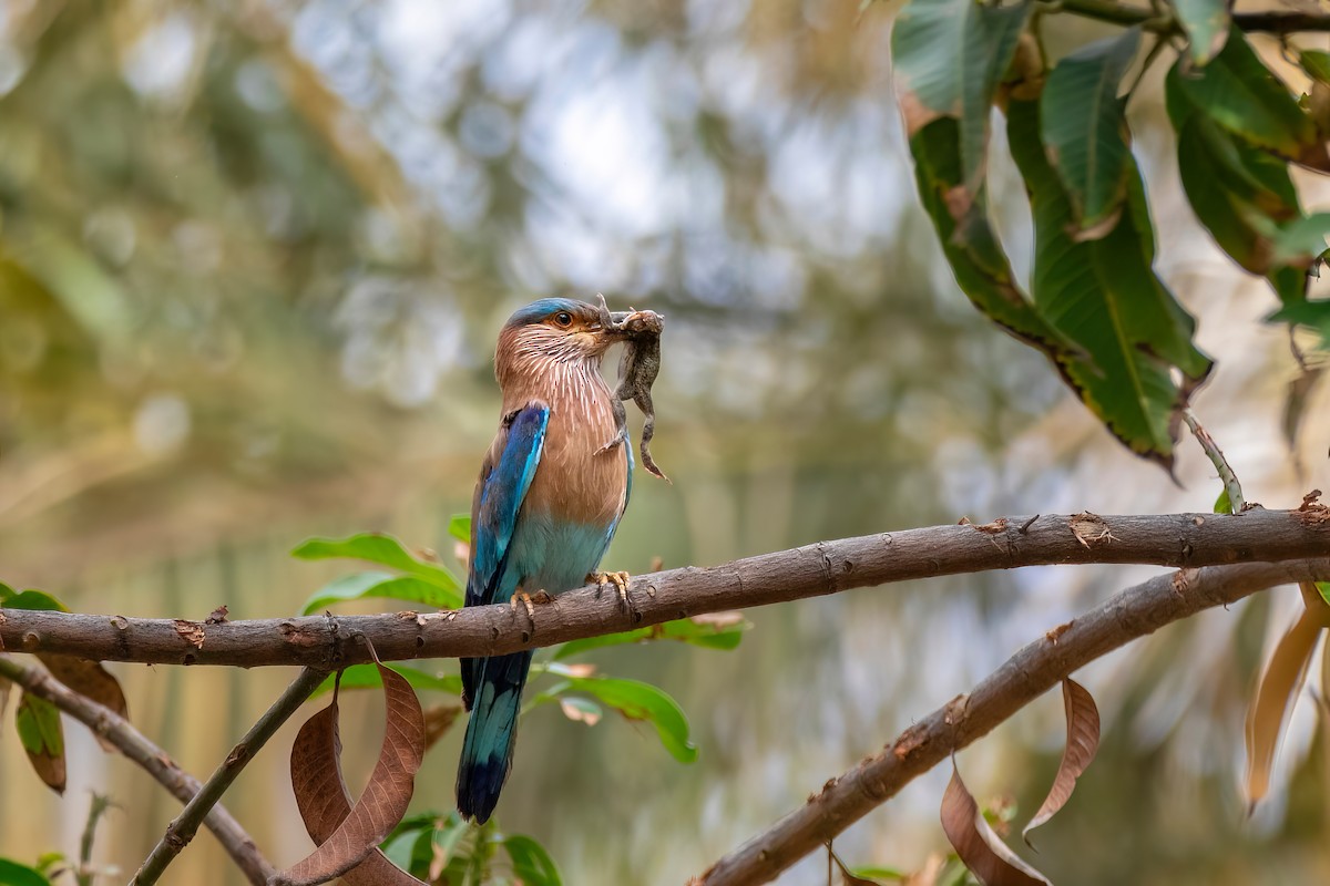 Indian Roller - Davey Walters