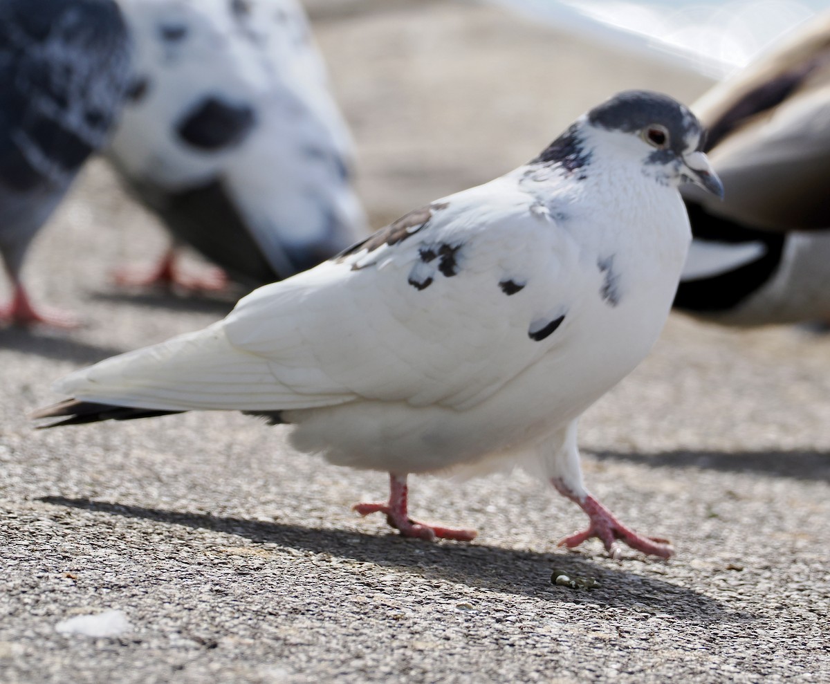 Rock Pigeon (Feral Pigeon) - Cheryl Cooper