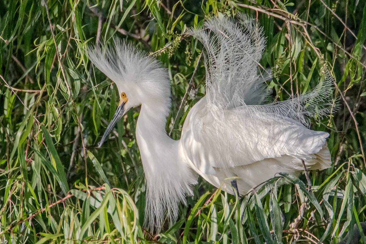 Snowy Egret - Scott France