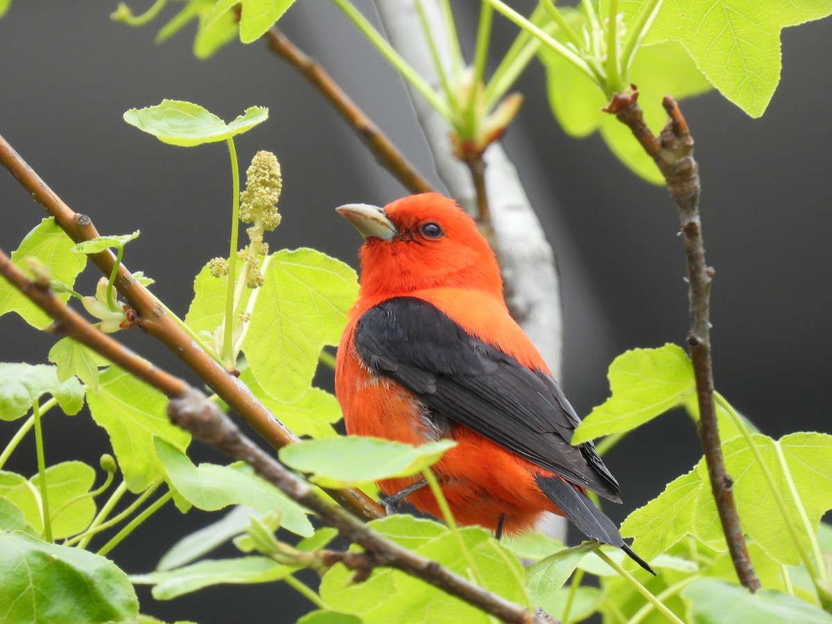 Scarlet Tanager - ML618219728