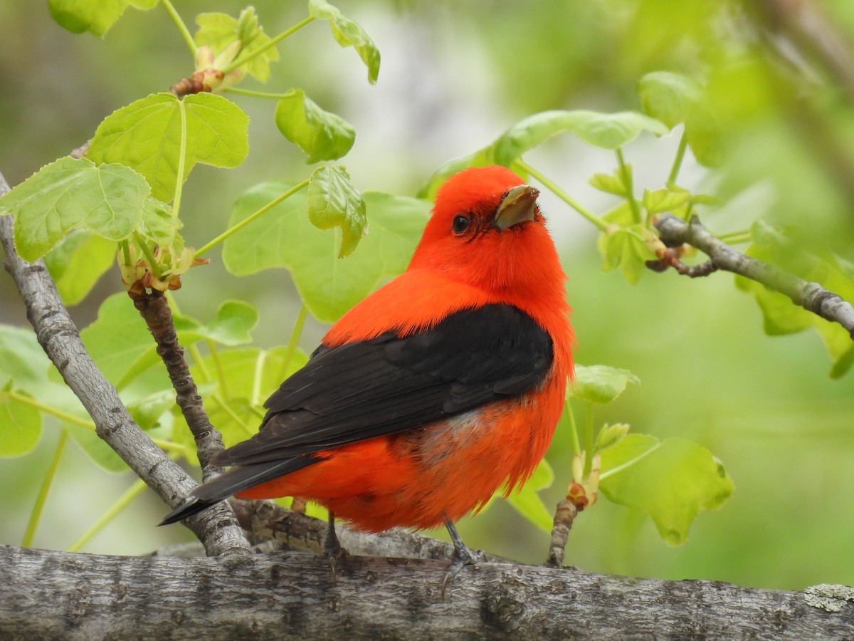 Scarlet Tanager - ML618219730
