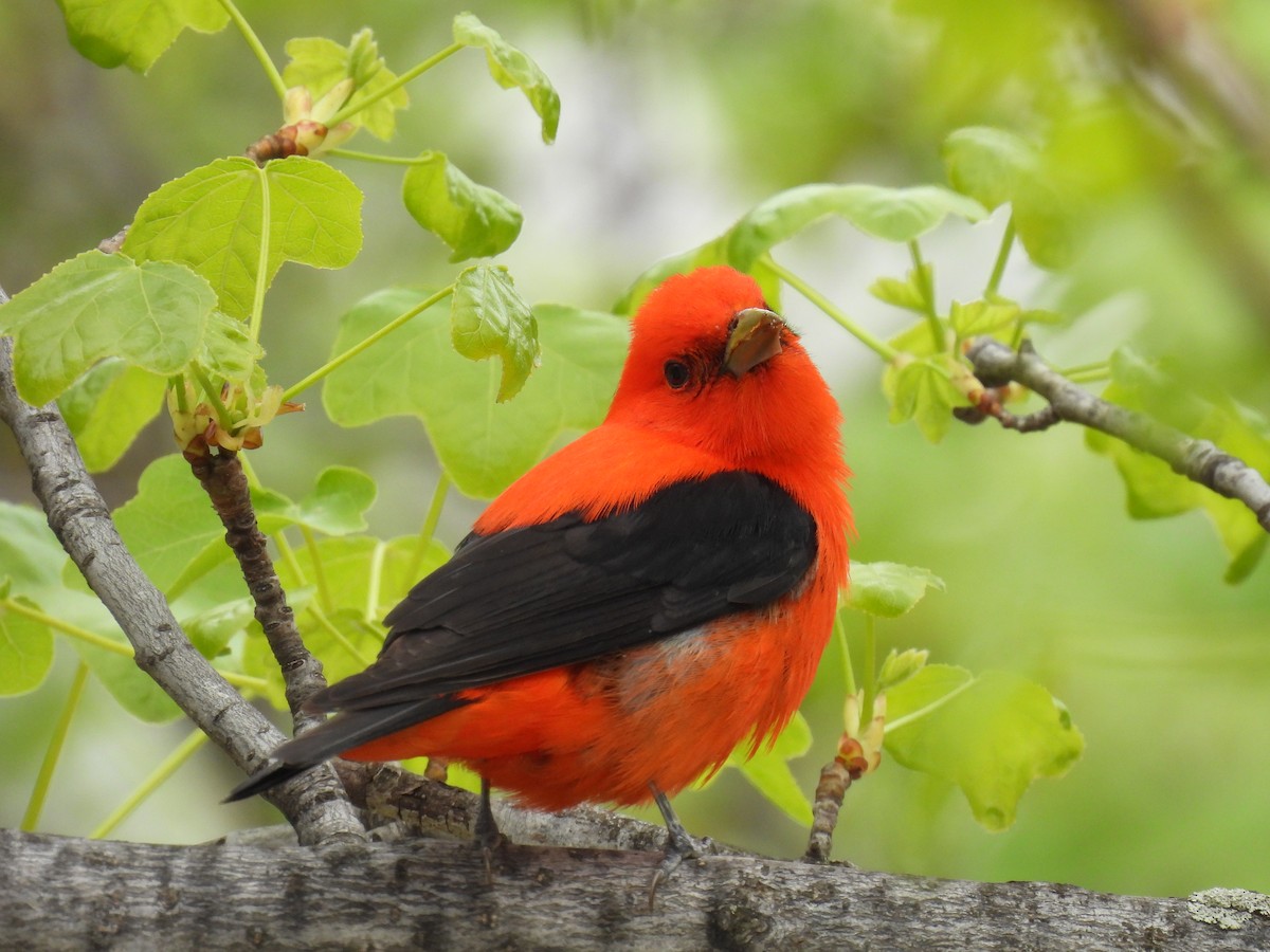 Scarlet Tanager - ML618219732