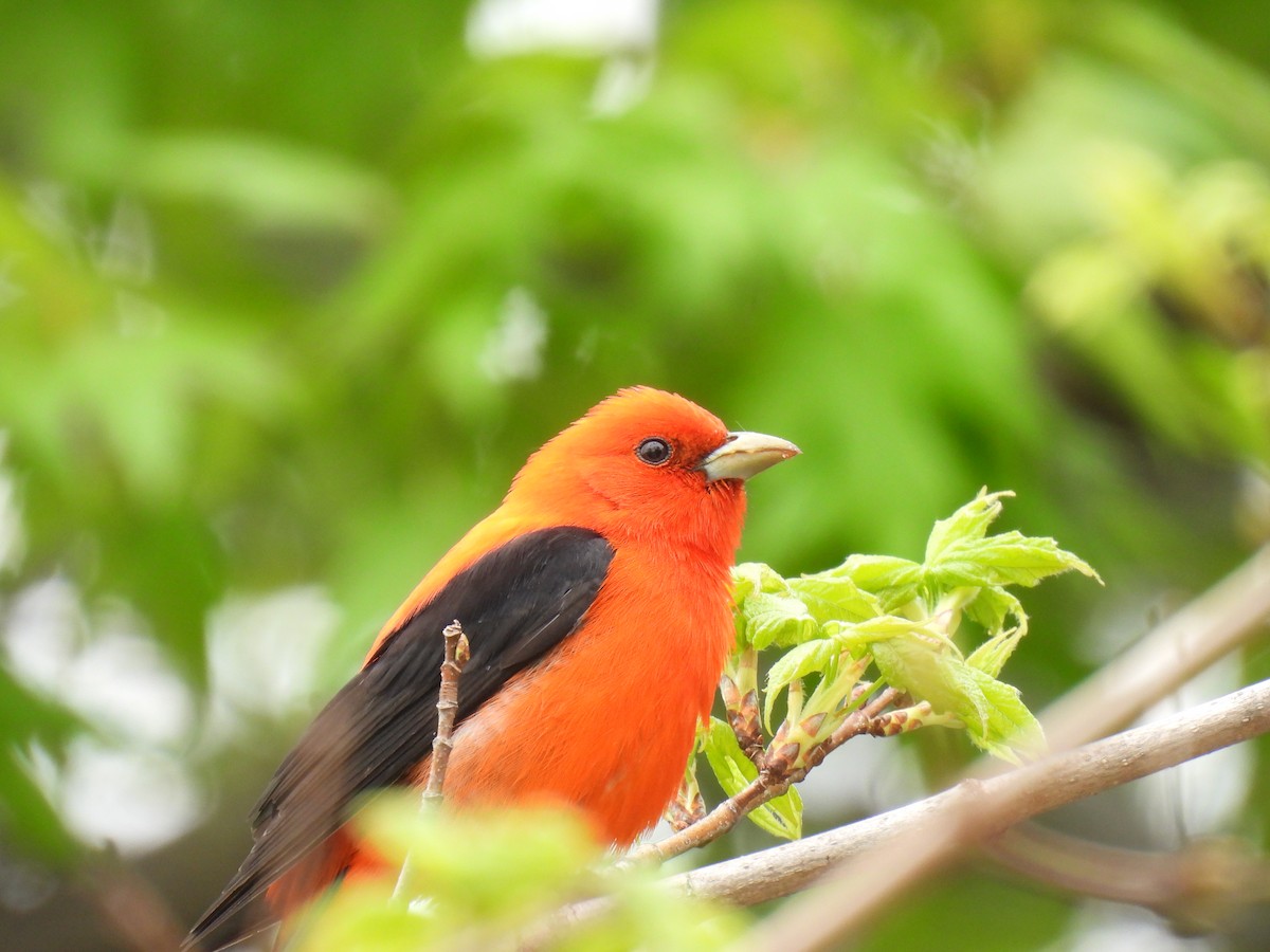 Scarlet Tanager - ML618219733