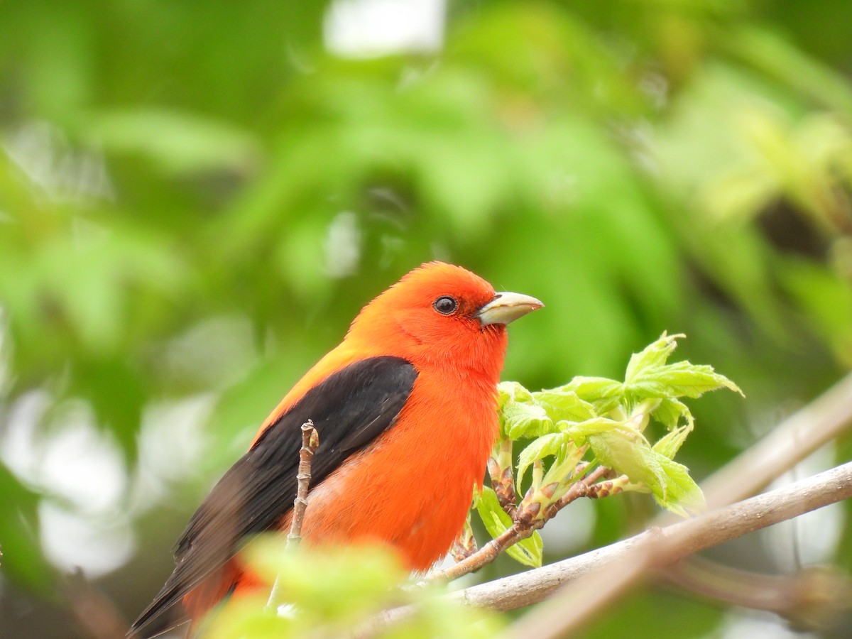 Scarlet Tanager - ML618219735