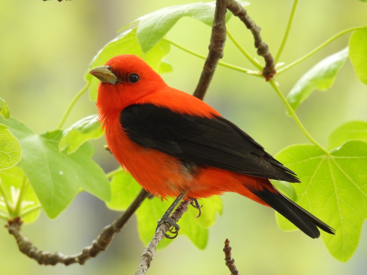 Scarlet Tanager - ML618219736
