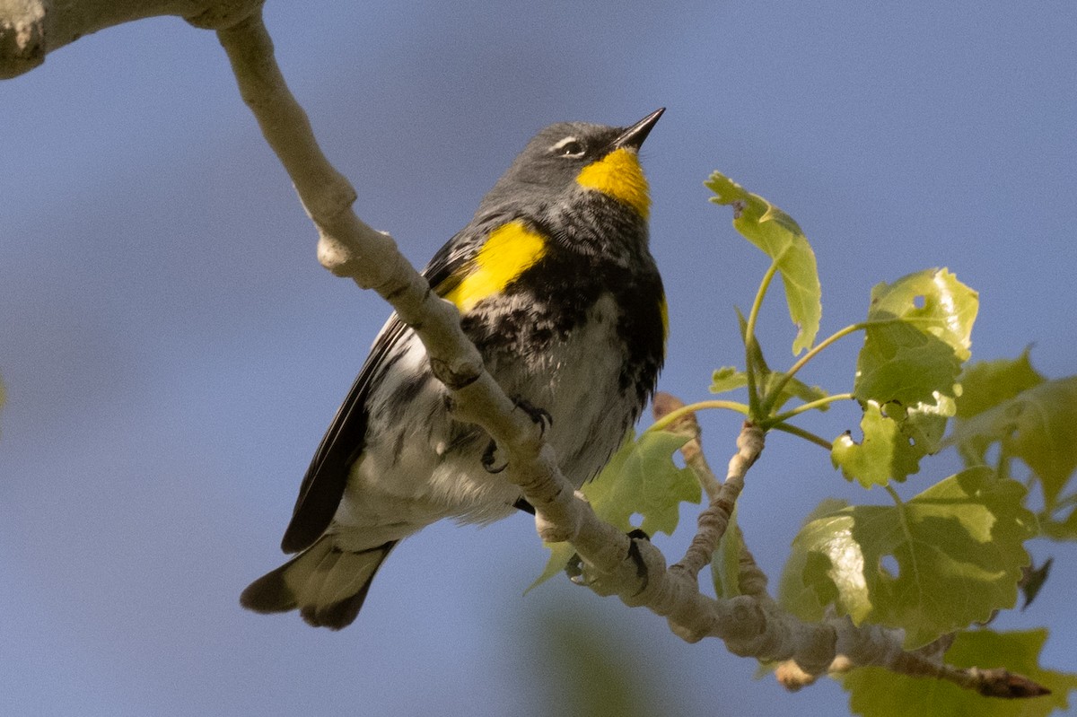 Yellow-rumped Warbler - William Kelley