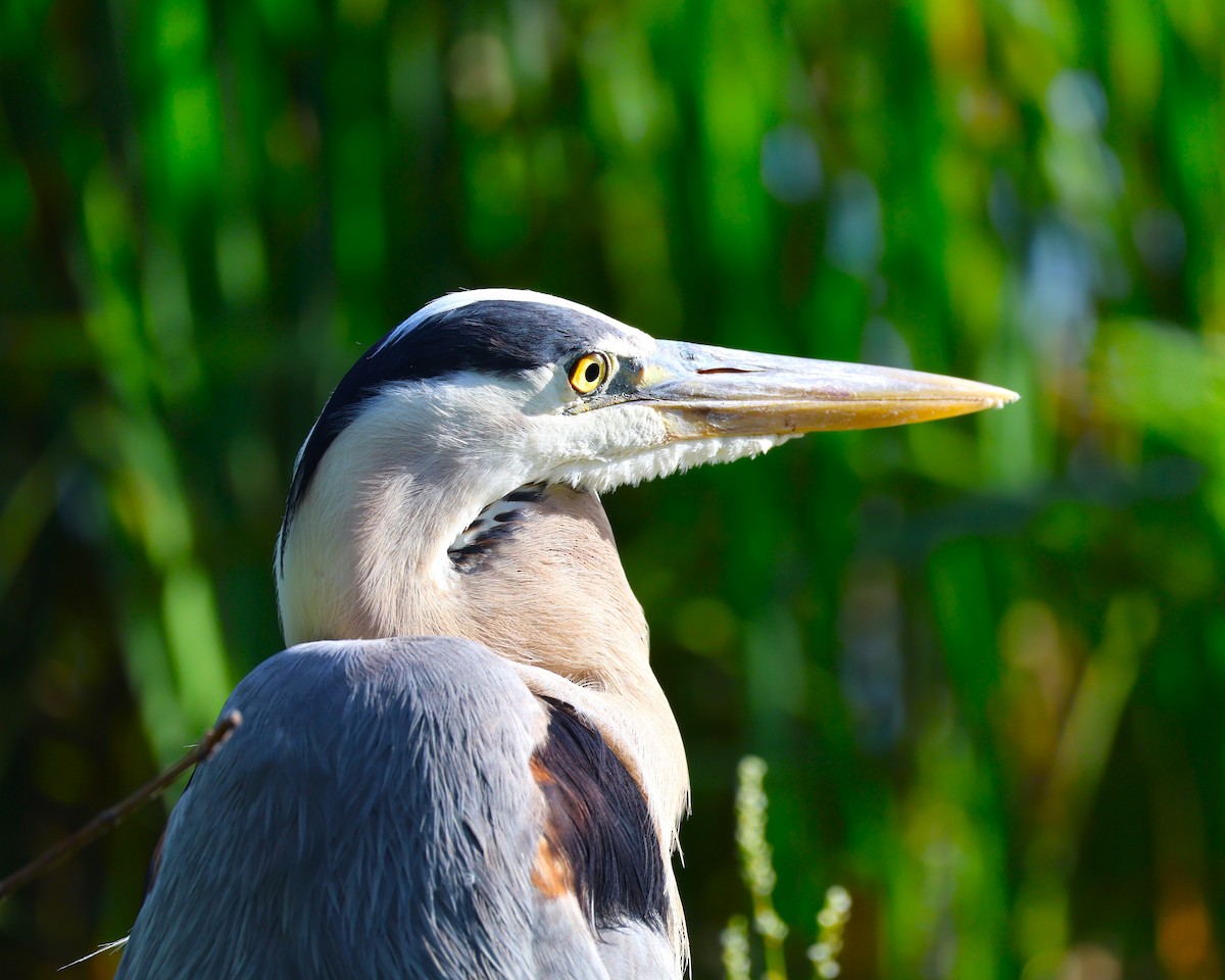 Great Blue Heron - Arnold Huyghebaert