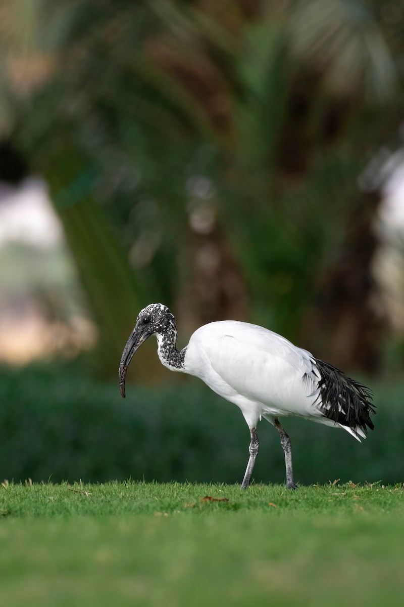 African Sacred Ibis - Davey Walters