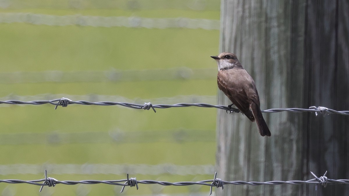 Vermilion Flycatcher - Tim Lenz