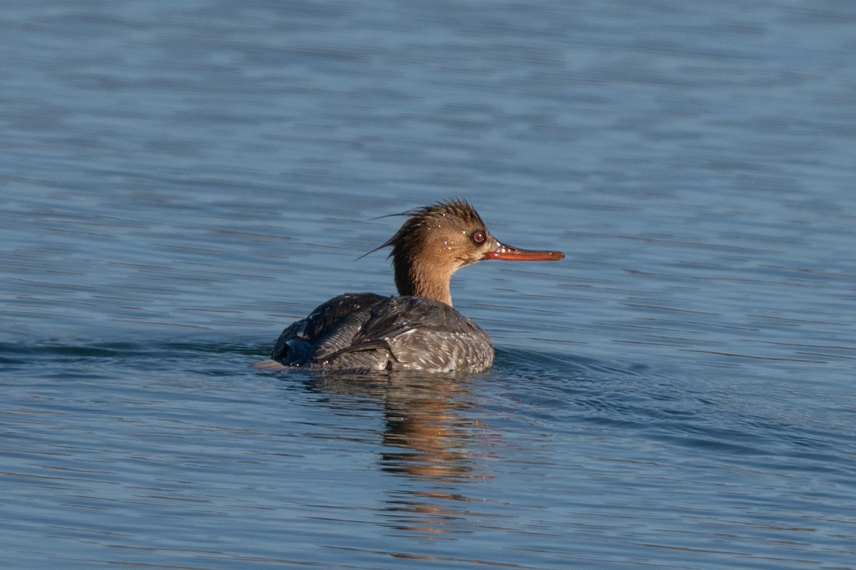 Red-breasted Merganser - William Kelley