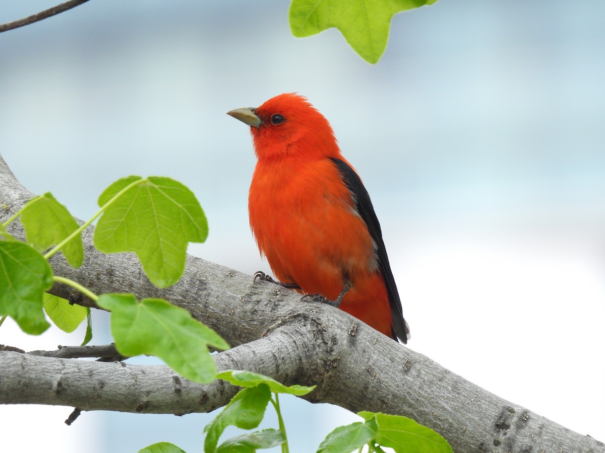 Scarlet Tanager - ML618219767