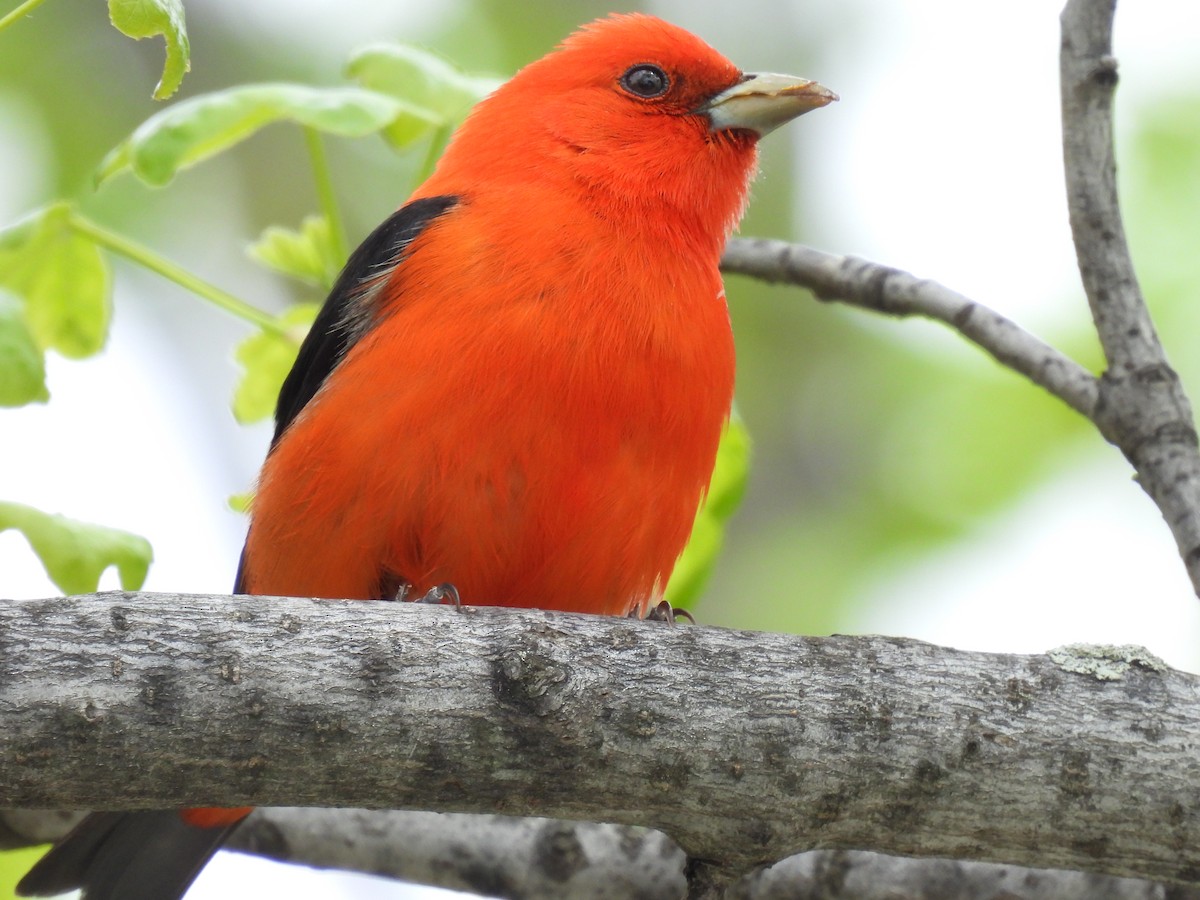 Scarlet Tanager - ML618219768