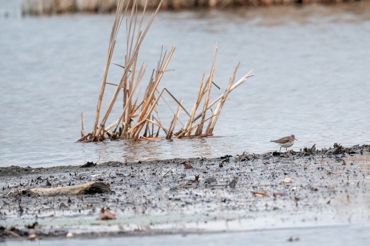 Solitary Sandpiper - Martin Kaehrle