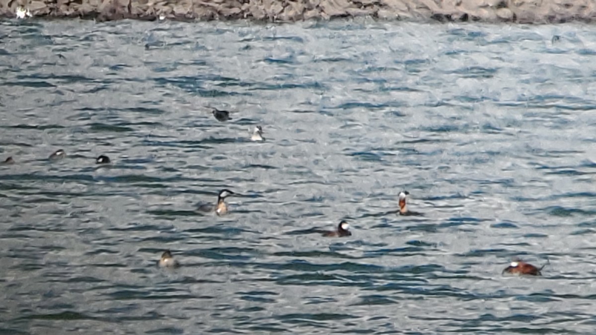 Red-necked Grebe - ML618219792