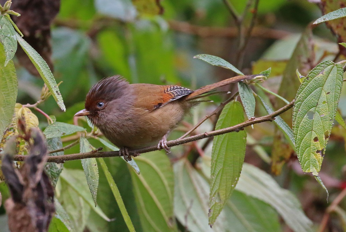 Rusty-fronted Barwing - ML618219800