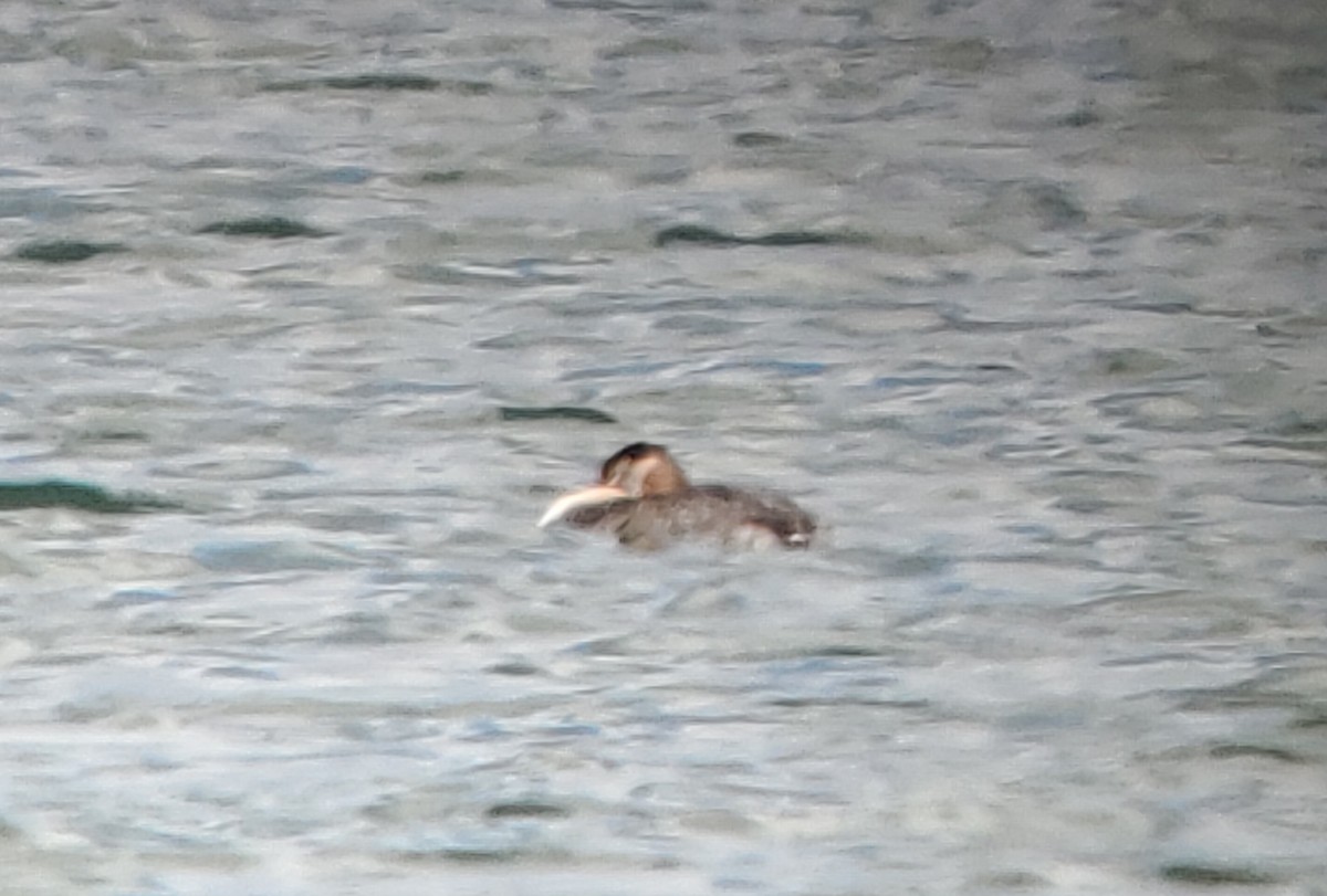 Red-necked Grebe - Trent   Bray