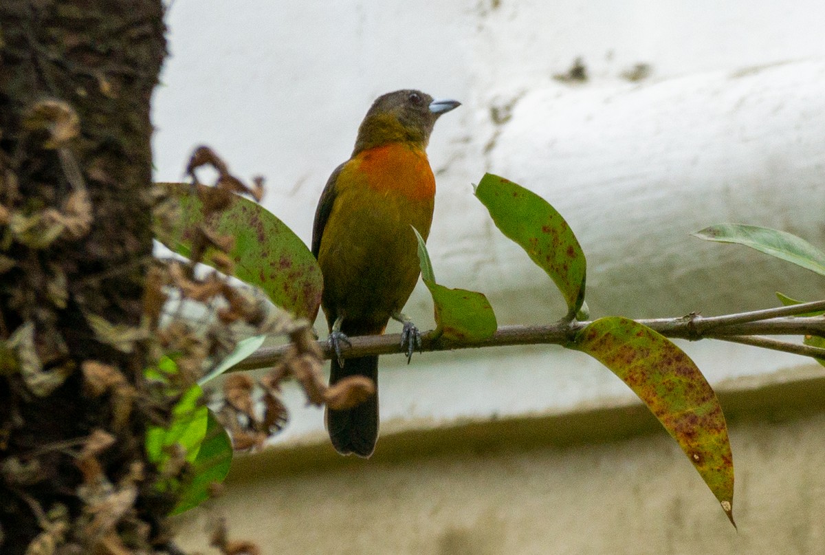 Scarlet-rumped Tanager - Mel & Deb Broten