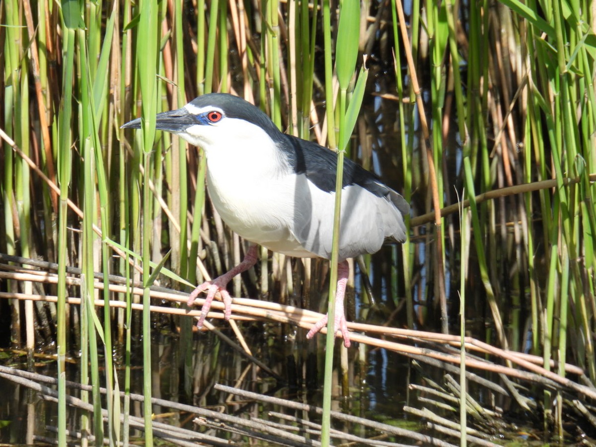 Black-crowned Night Heron - ML618219817