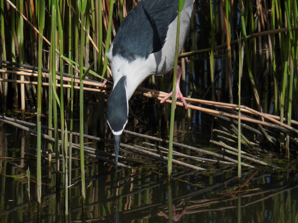 Black-crowned Night Heron - ML618219818