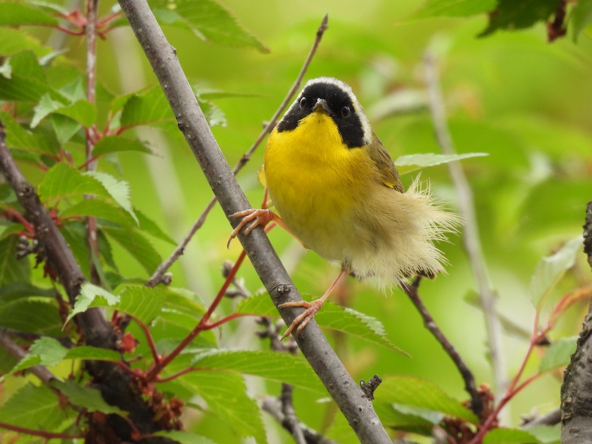 Common Yellowthroat - ML618219821