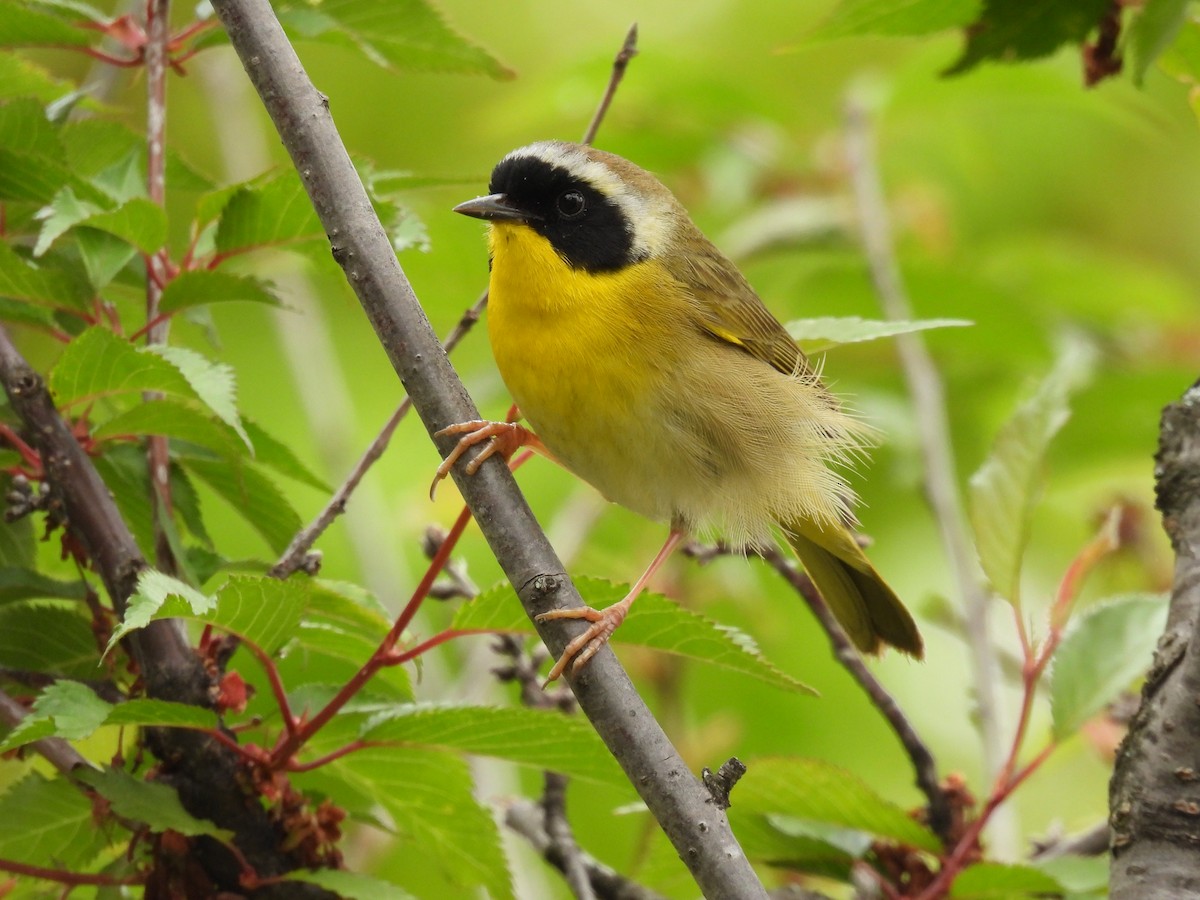 Common Yellowthroat - ML618219822