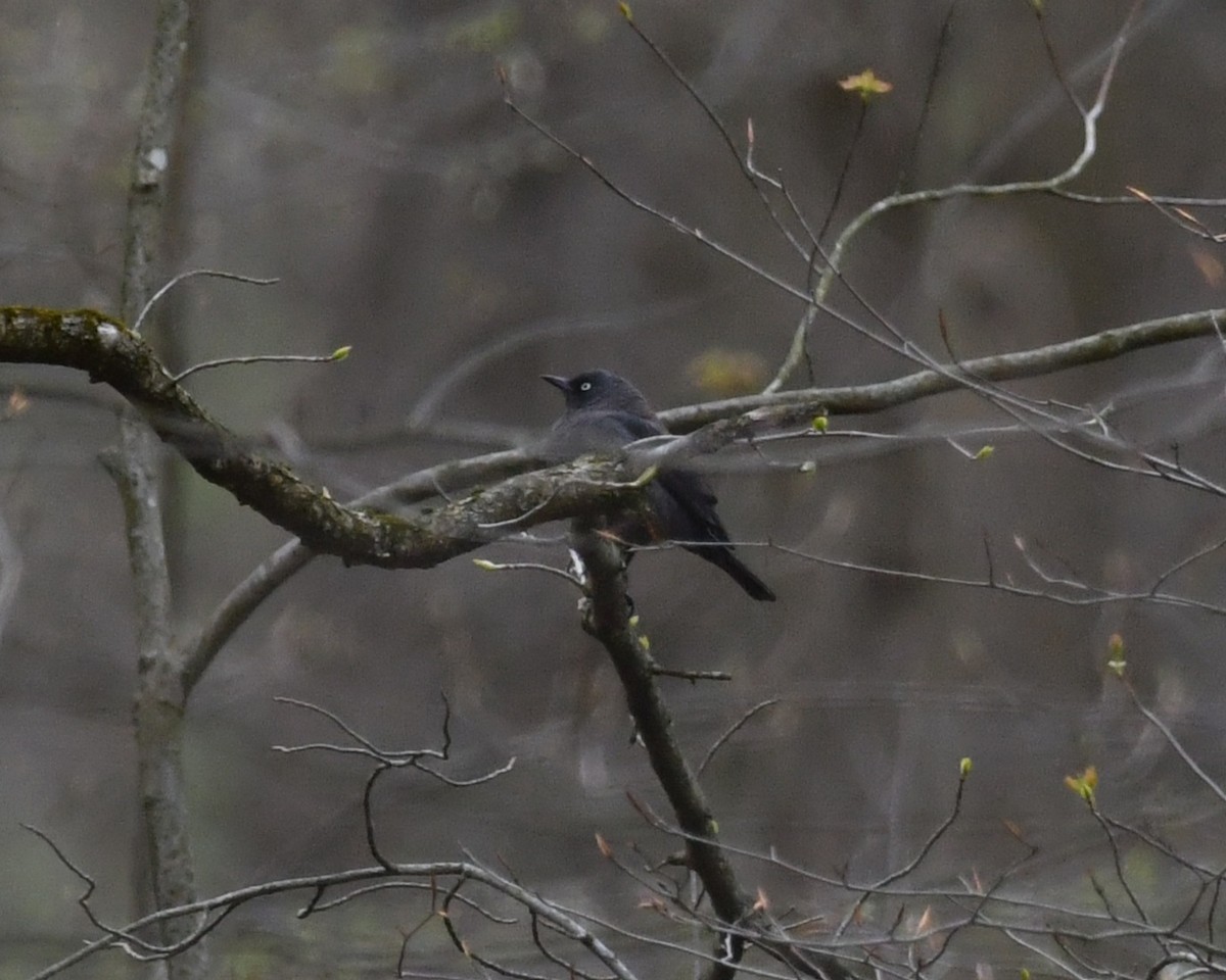 Rusty Blackbird - Matthew Siefert