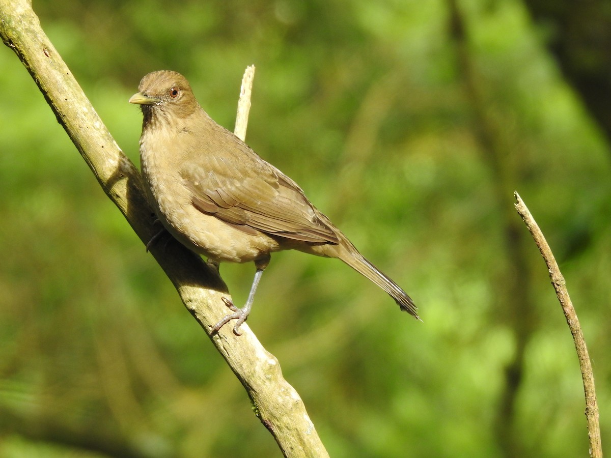 Clay-colored Thrush - Erick Barbato