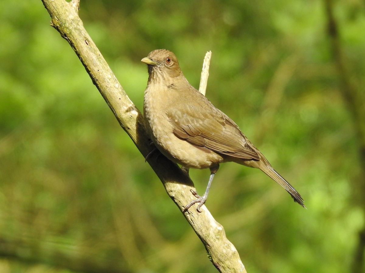 Clay-colored Thrush - Erick Barbato