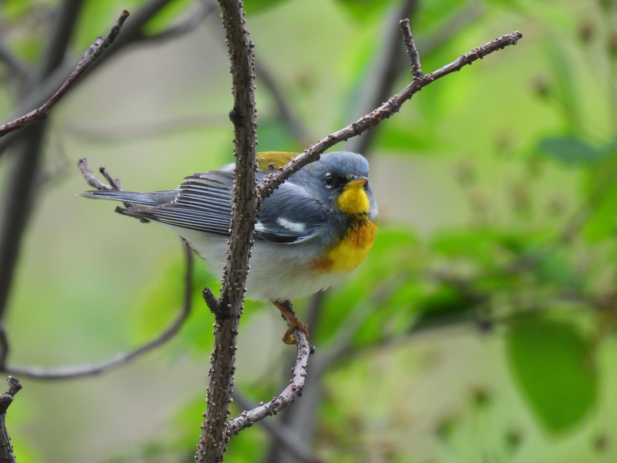 Northern Parula - ML618219838