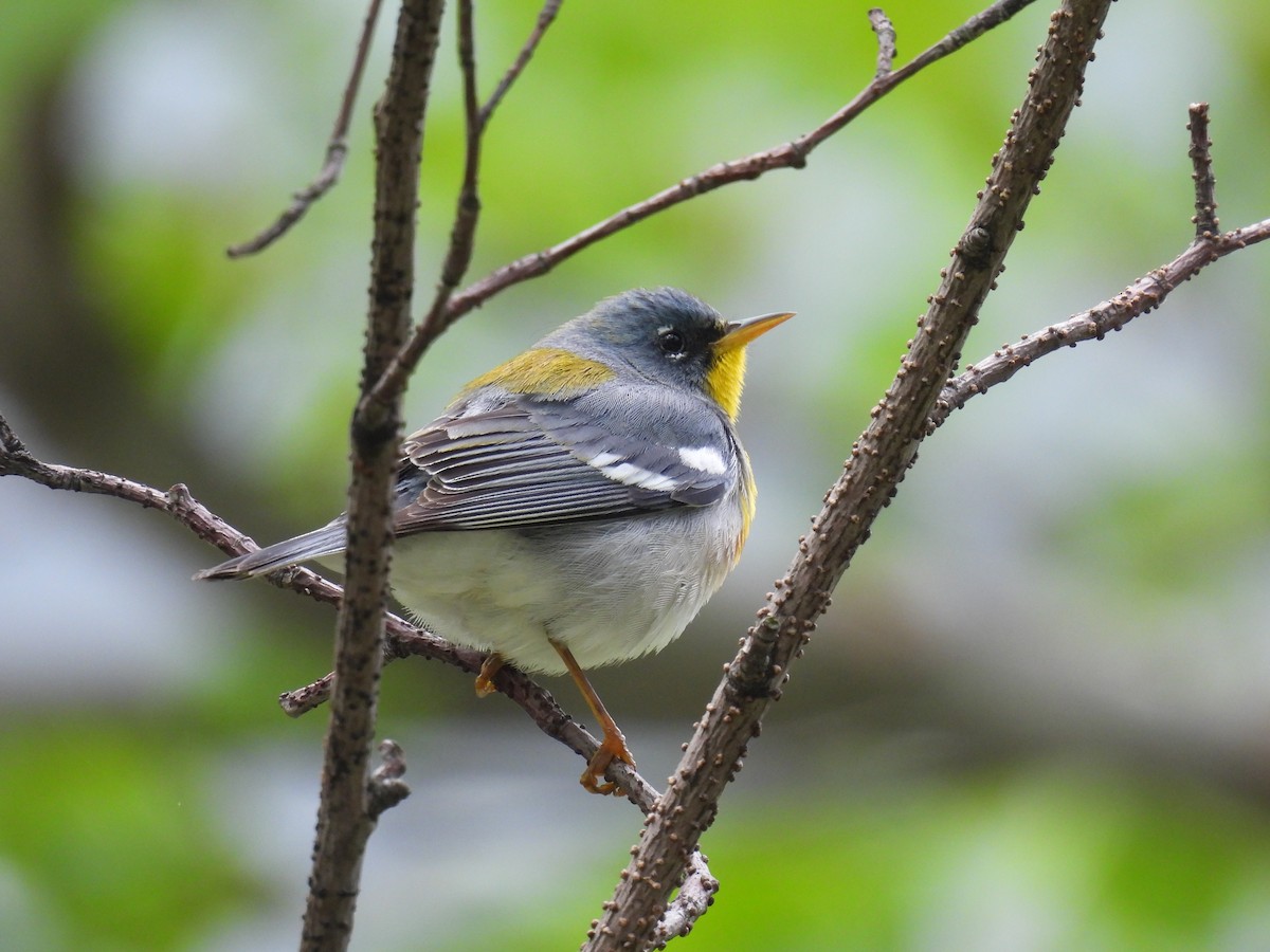 Northern Parula - ML618219840