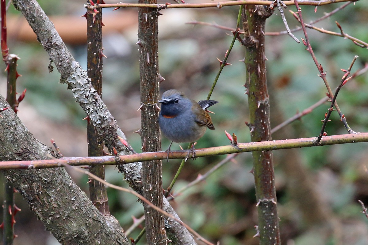 Rufous-gorgeted Flycatcher - Michael Bird