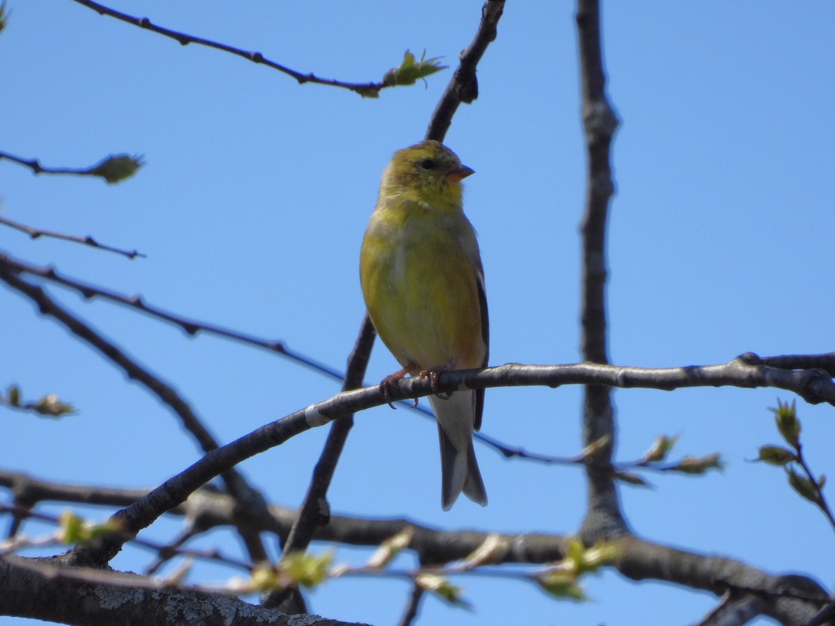 American Goldfinch - Serge Benoit